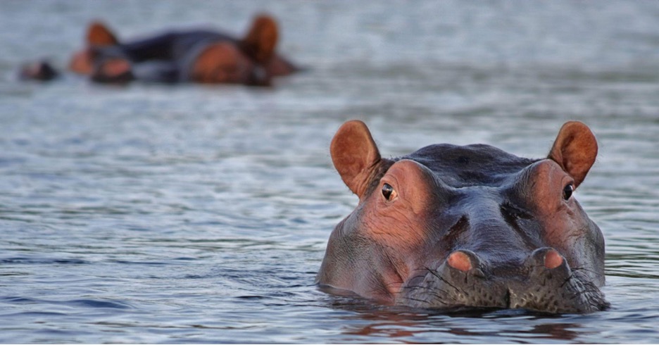 Hippos Floating